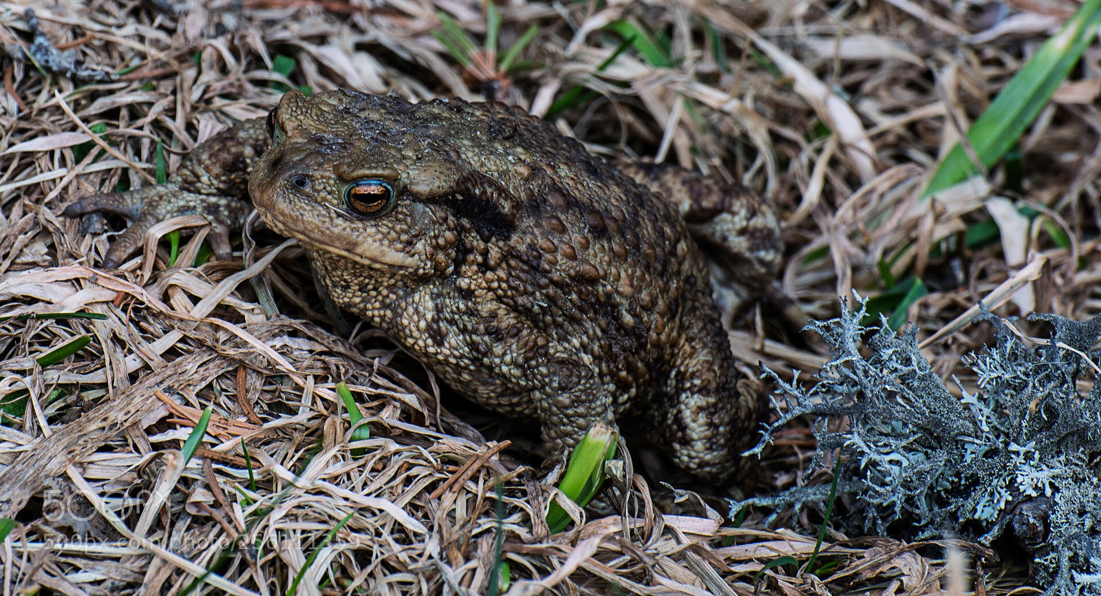 Canon EOS 70D sample photo. 
 	photo of bufo bufo photography