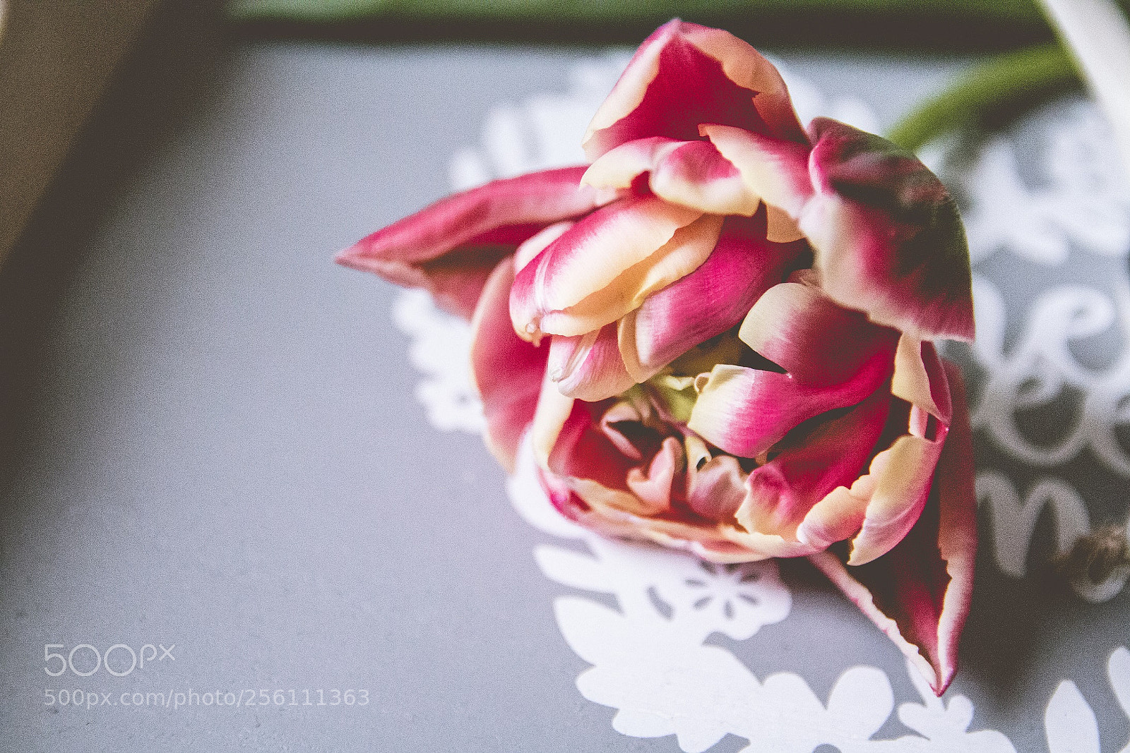 Canon EOS 70D sample photo. Tulip photography