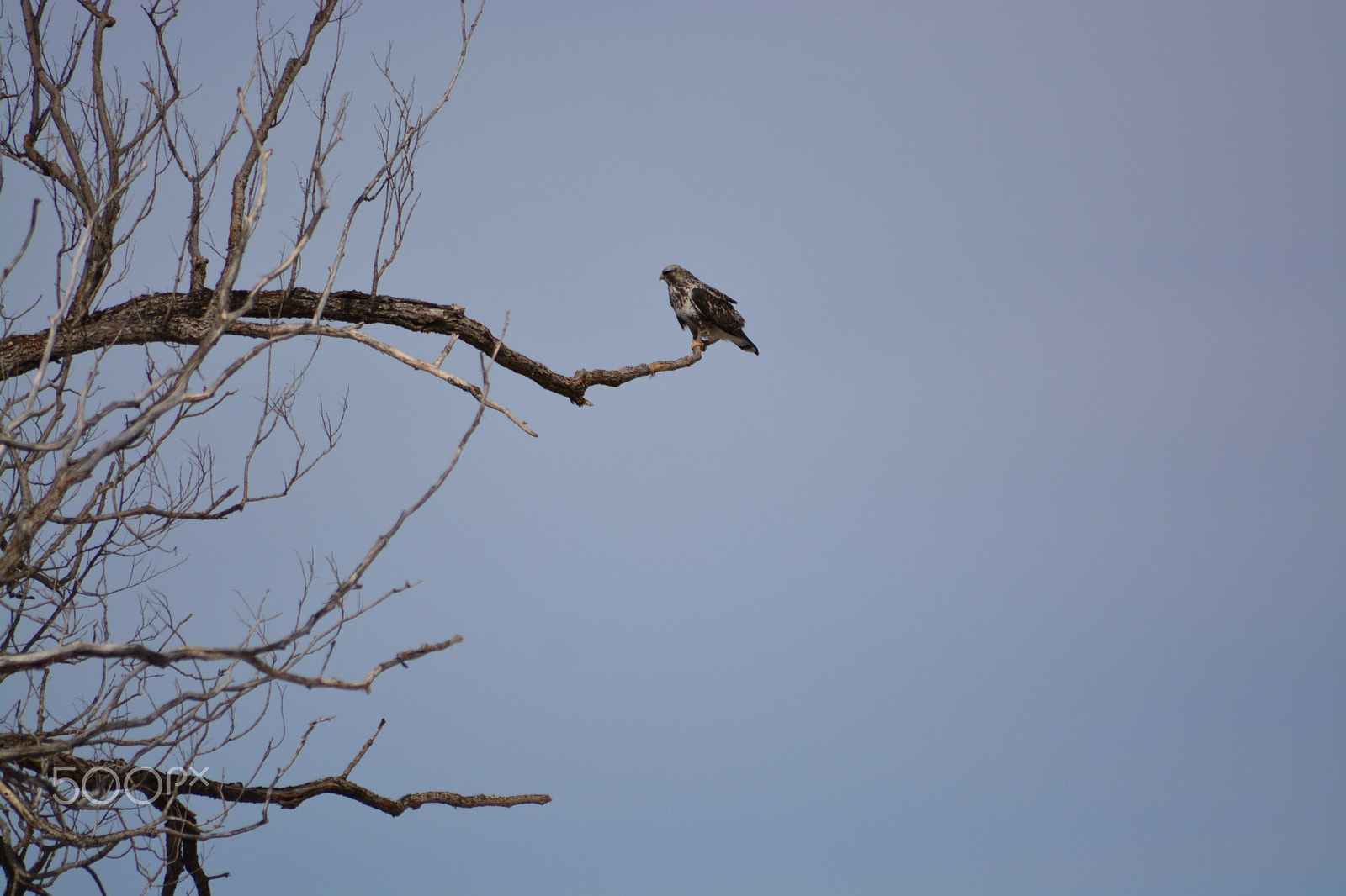 Sigma 70-300mm F4-5.6 APO DG Macro sample photo. Rough legged hawk photography