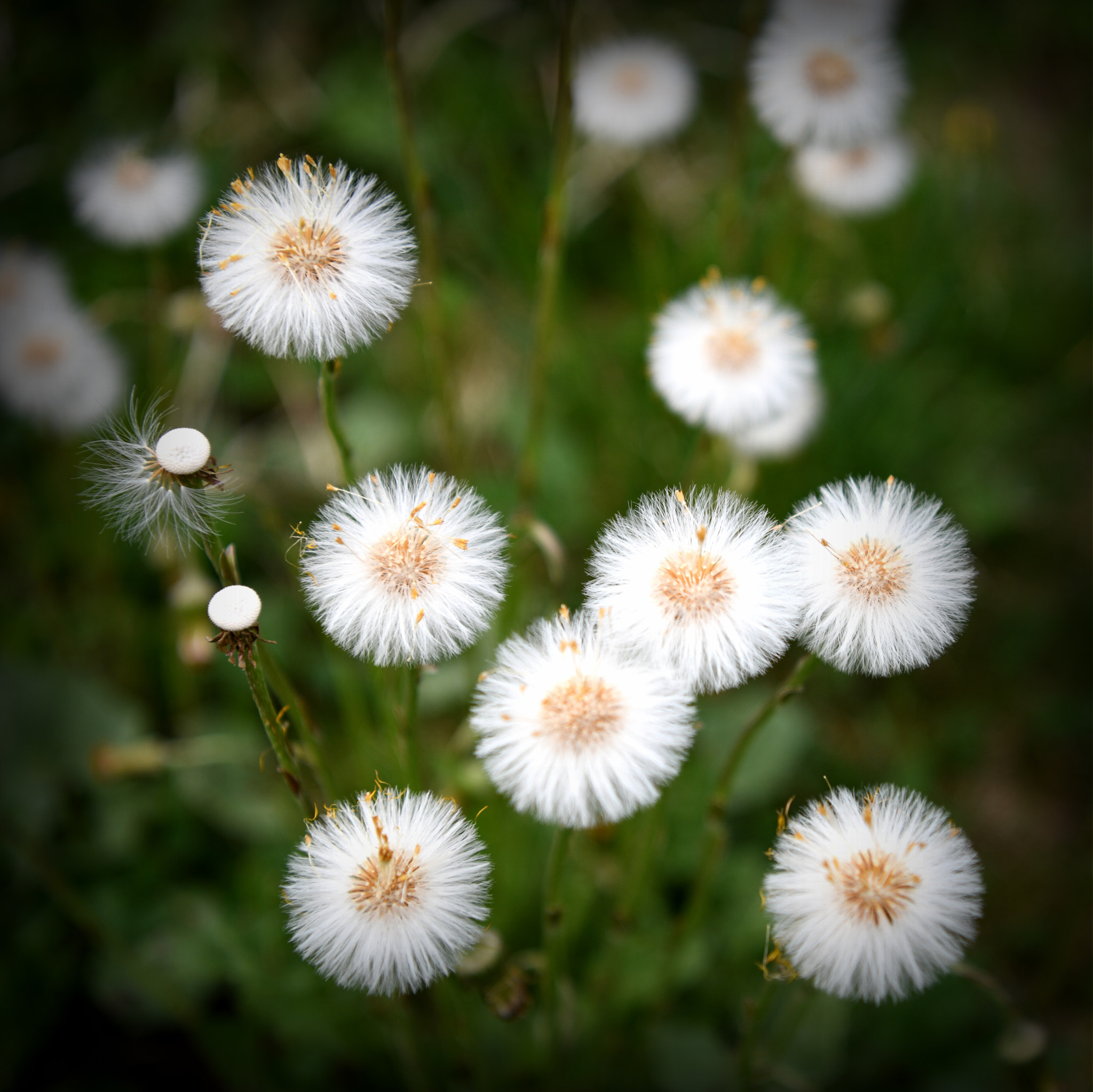 Nikon D850 + Nikon AF-S Nikkor 24-70mm F2.8E ED VR sample photo. Dandelion seed heads photography