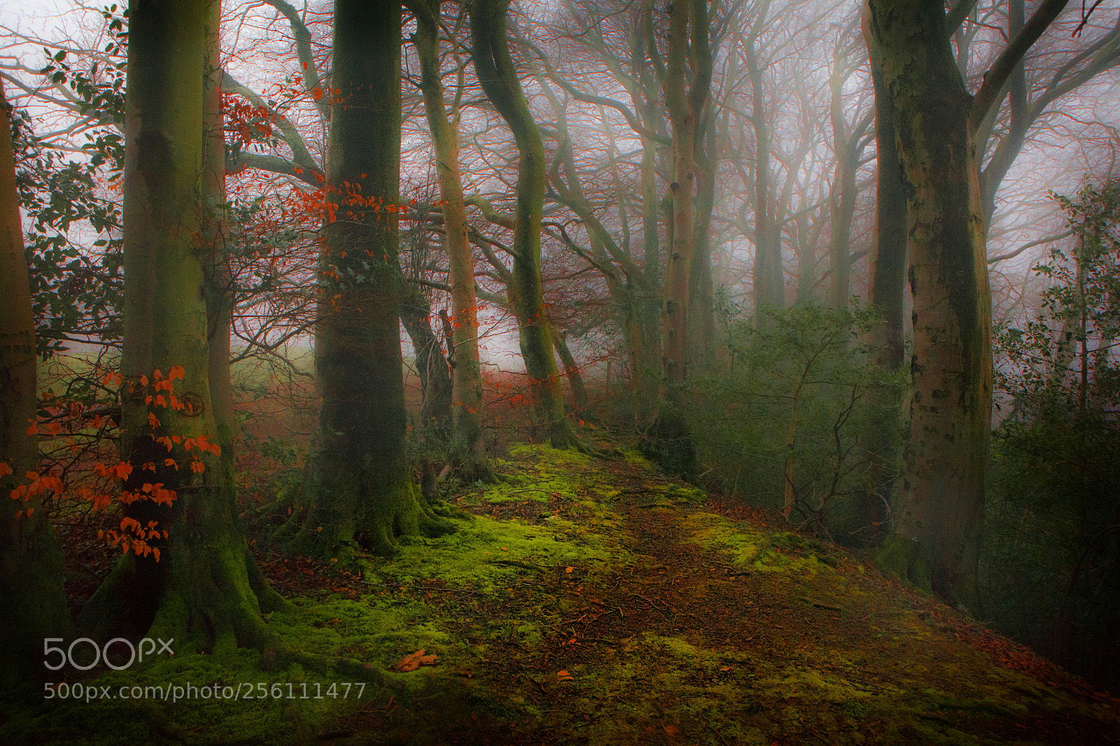 Canon EOS 5D Mark II sample photo. Into the misty woods photography