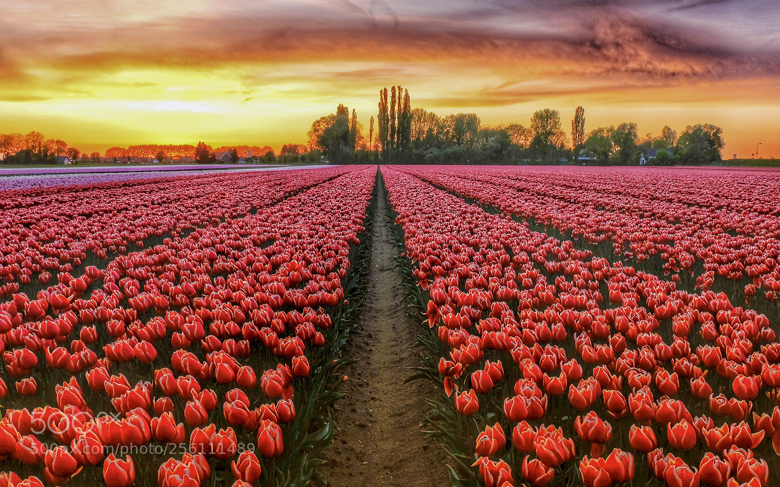 Fujifilm X-T2 sample photo. Tulips from the netherlands photography