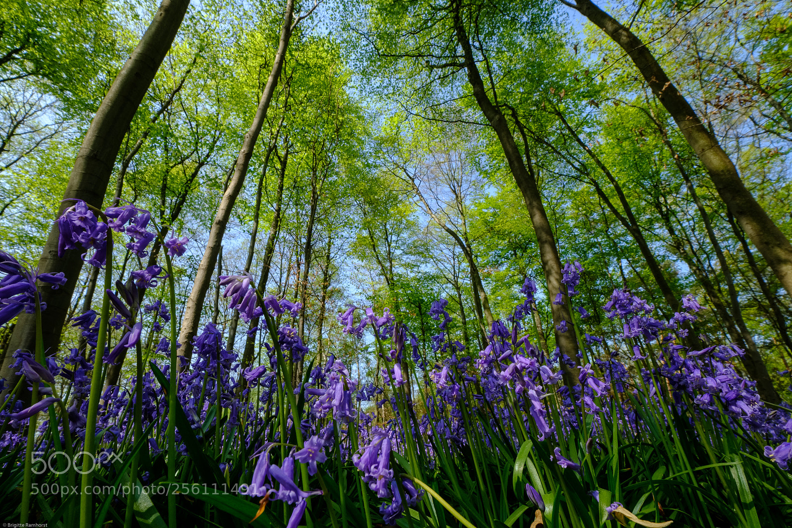Fujifilm X-T2 sample photo. Blue bells photography