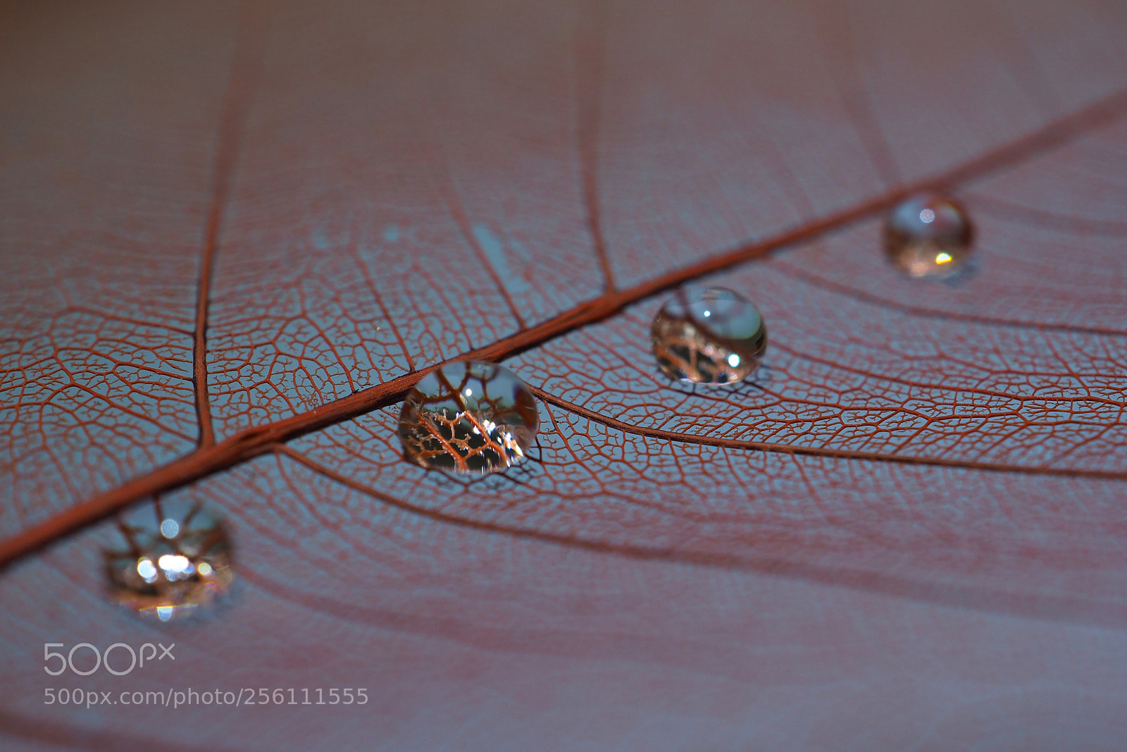 Olympus OM-D E-M10 II sample photo. Drops on a leaf photography