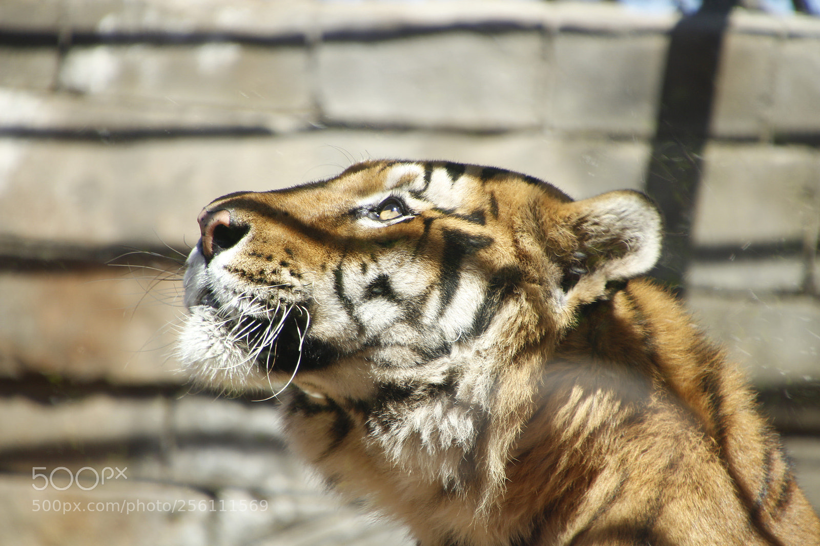 Canon EOS 1300D (EOS Rebel T6 / EOS Kiss X80) sample photo. Dreaming of freedom photography