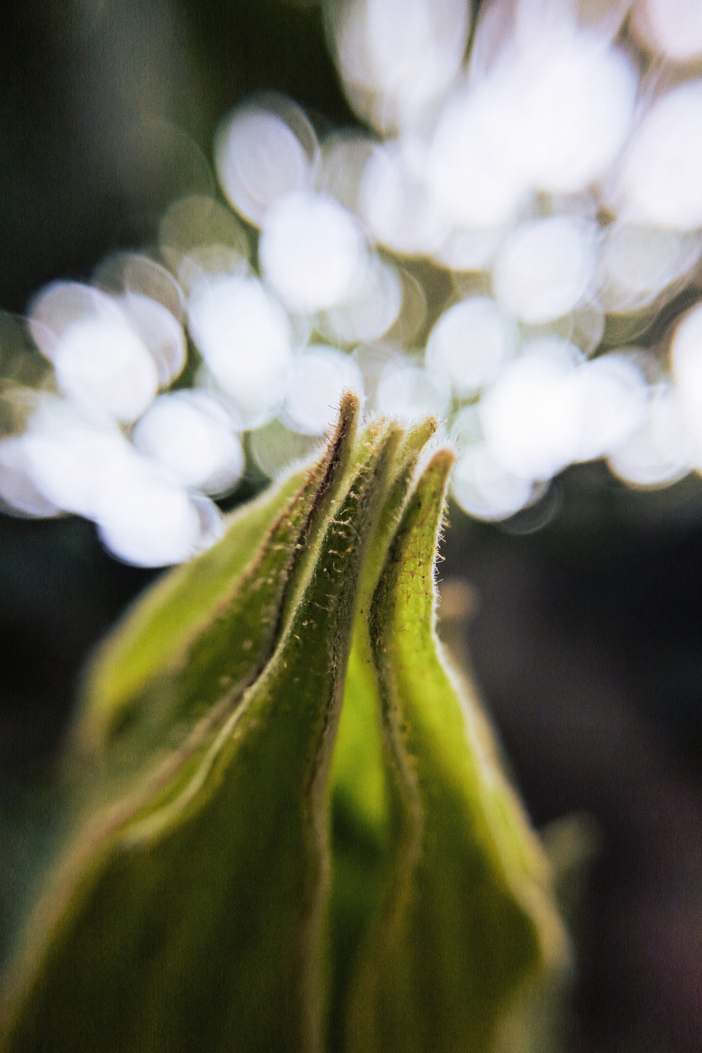 Xiaomi Redmi Note 3 sample photo