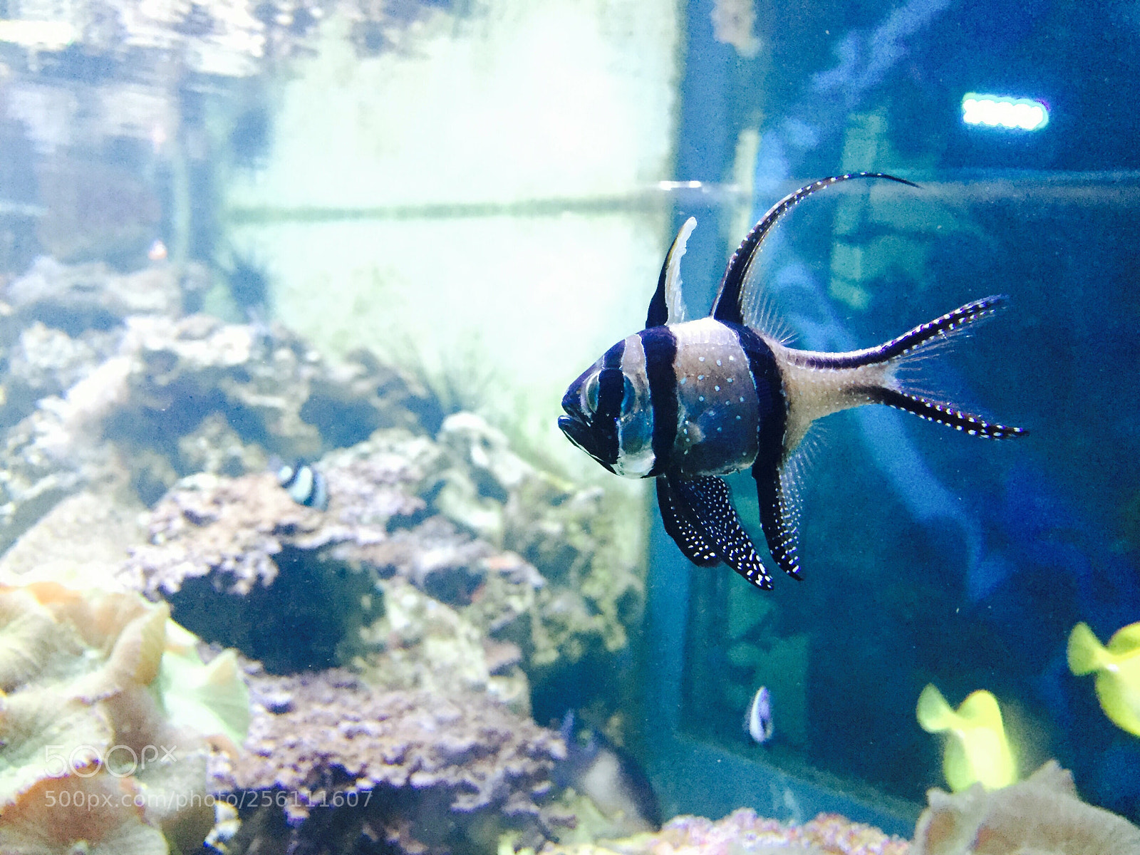 Apple iPhone 6 sample photo. Brighton sea life centre photography