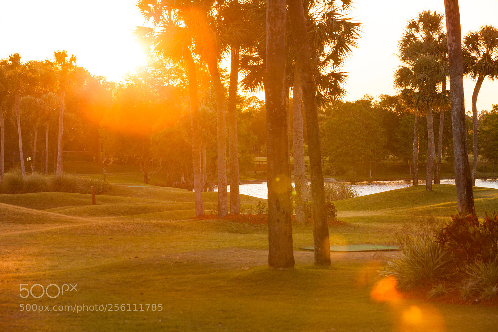 Canon EOS 5D Mark II sample photo. Afternoon light :) photography