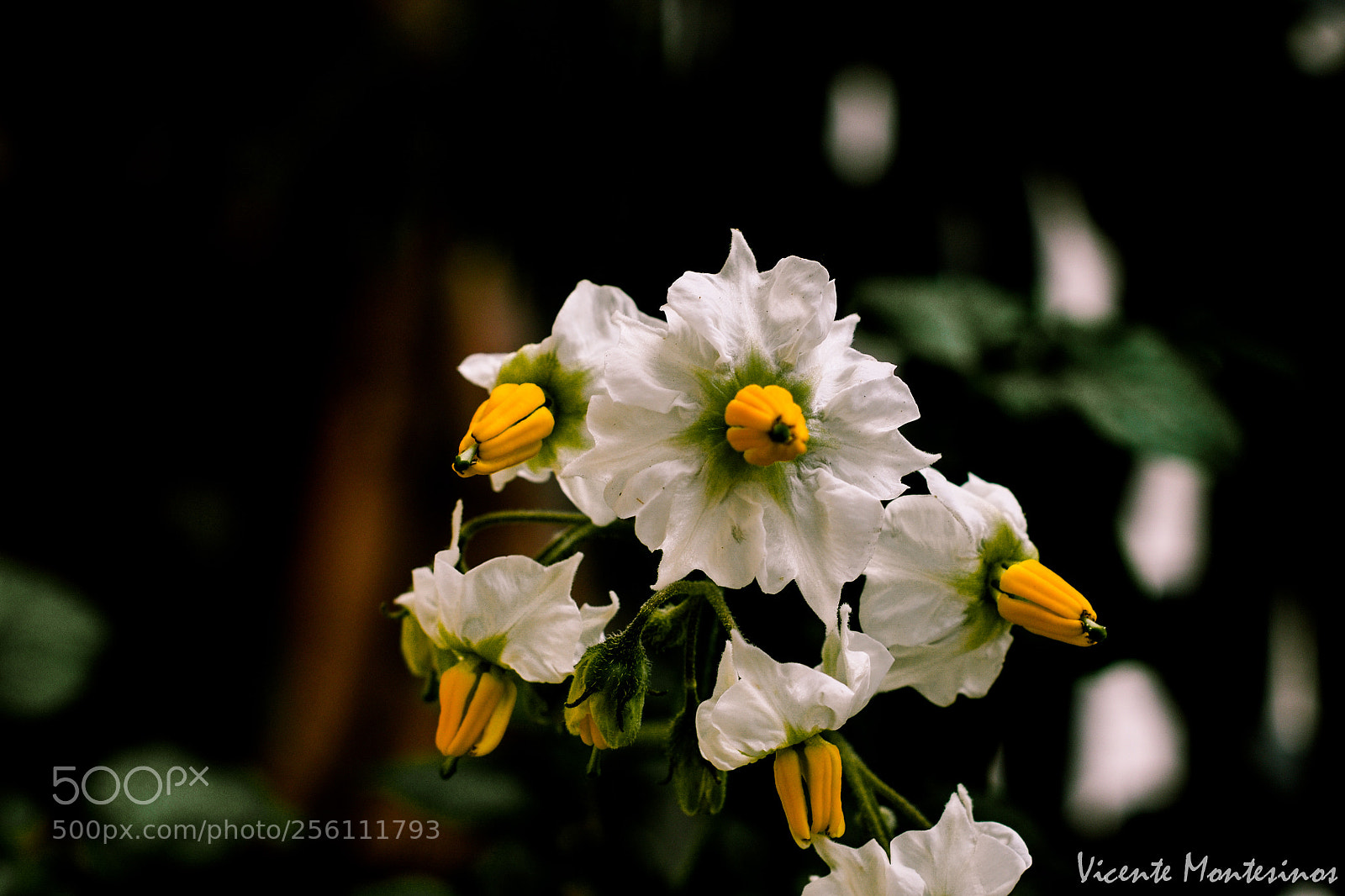 Nikon D7500 sample photo. Solanum tuberosum photography