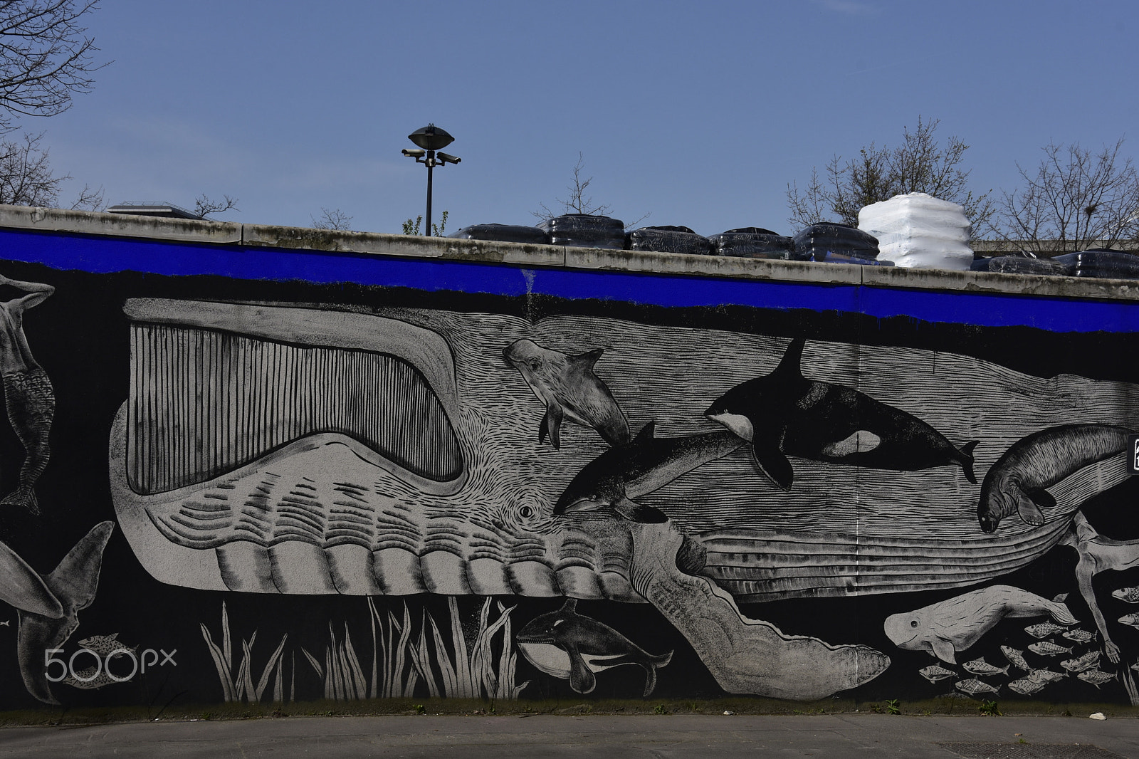 Nikon D7200 sample photo. Street art  cétacés photography