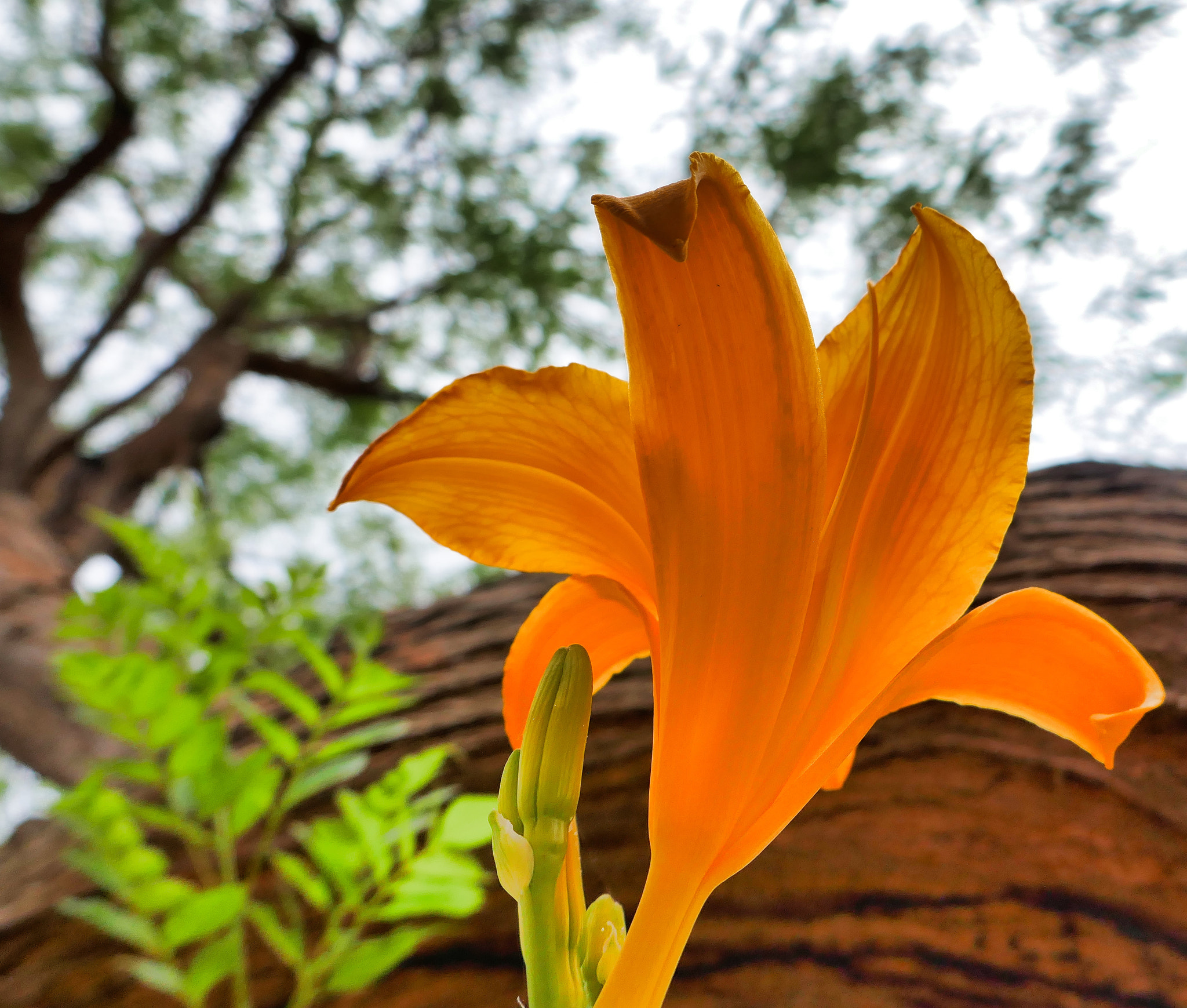 Panasonic Lumix DMC-ZS100 (Lumix DMC-TZ100) sample photo. Orange lily photography