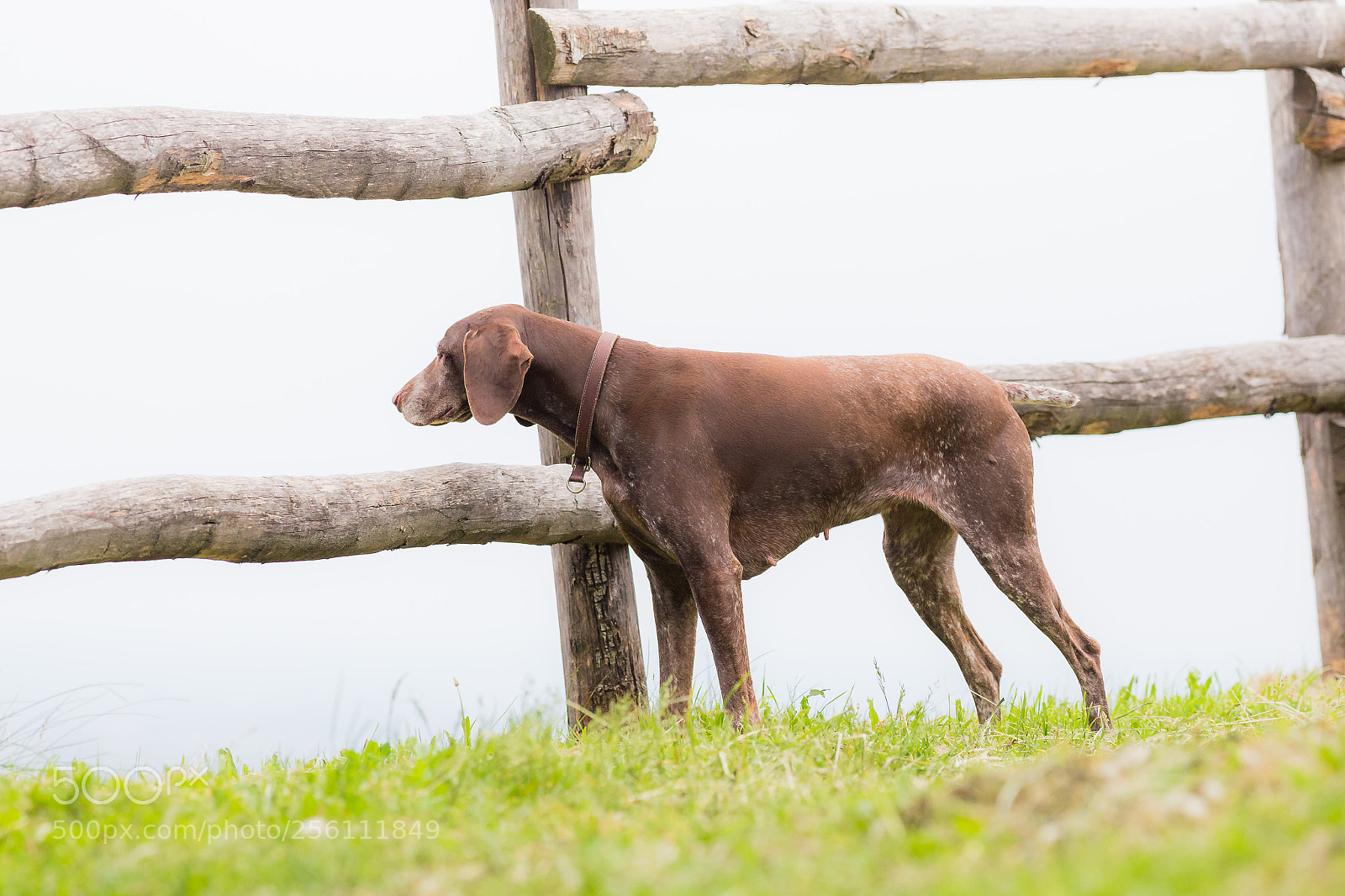 Canon EOS 6D sample photo. What's behind the fence? photography