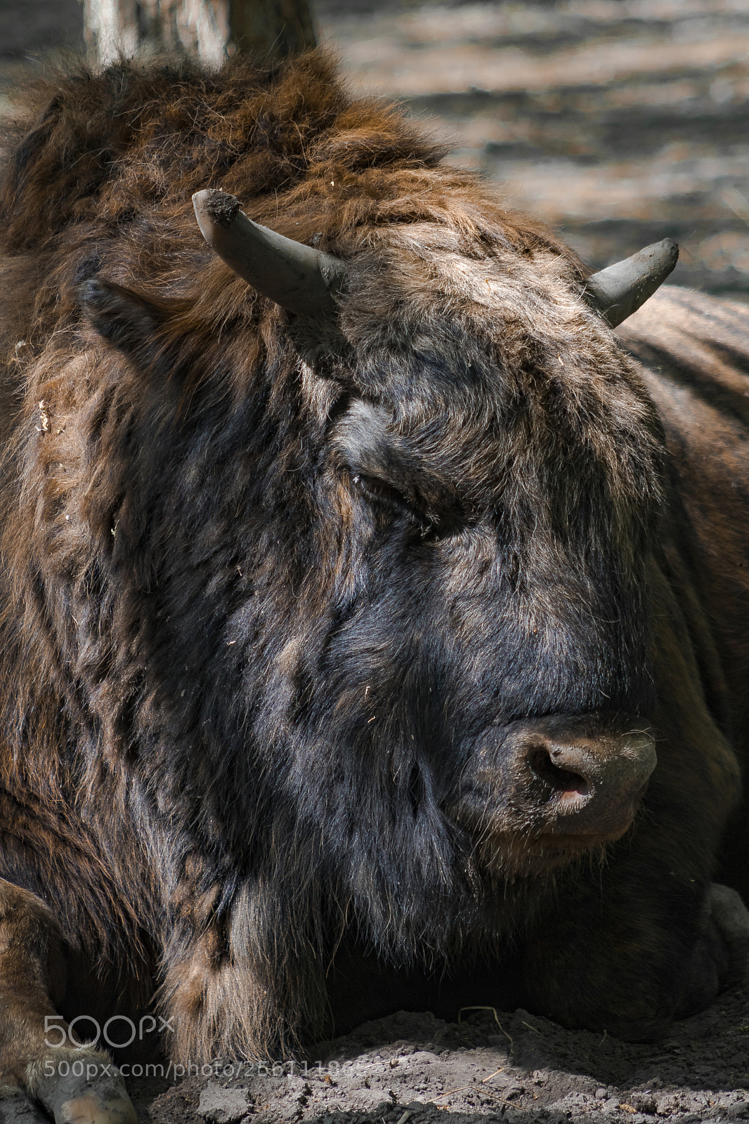 Canon EOS 760D (EOS Rebel T6s / EOS 8000D) sample photo. Polish hybrid bison ;-) photography