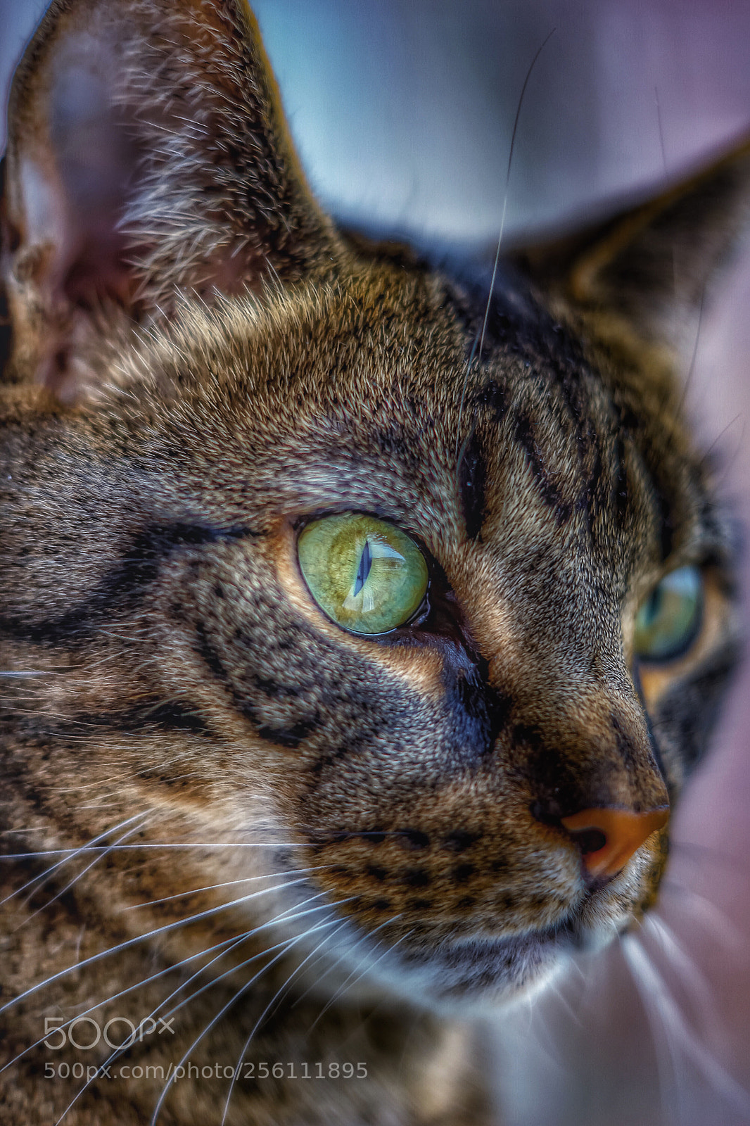 Sony SLT-A77 sample photo. Norwegian housecat photography