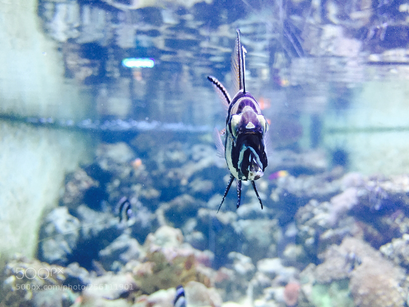 Apple iPhone 6 sample photo. Brighton sea life centre photography