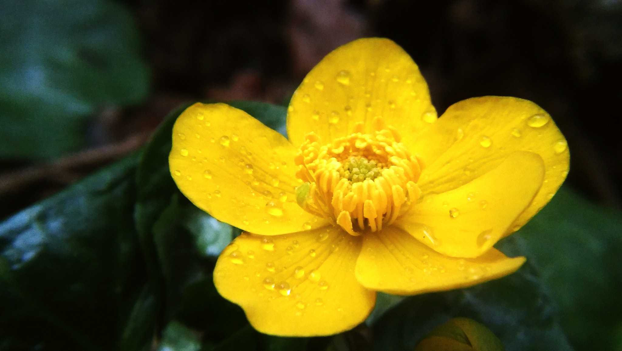 LG SPIRIT 4G LTE sample photo. Rain drops photography