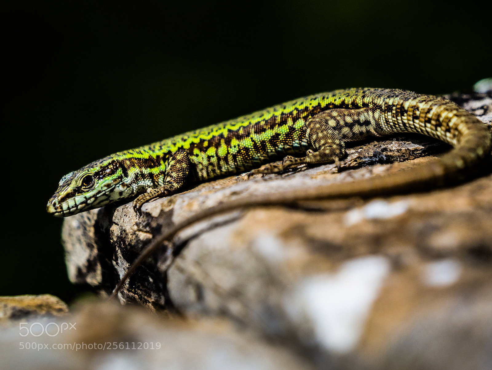 Olympus OM-D E-M10 sample photo. Lizard photography