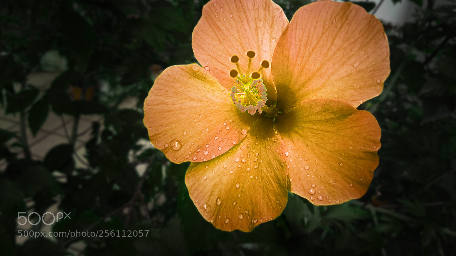 Xiaomi Redmi Note 5A sample photo. Mutant flower photography