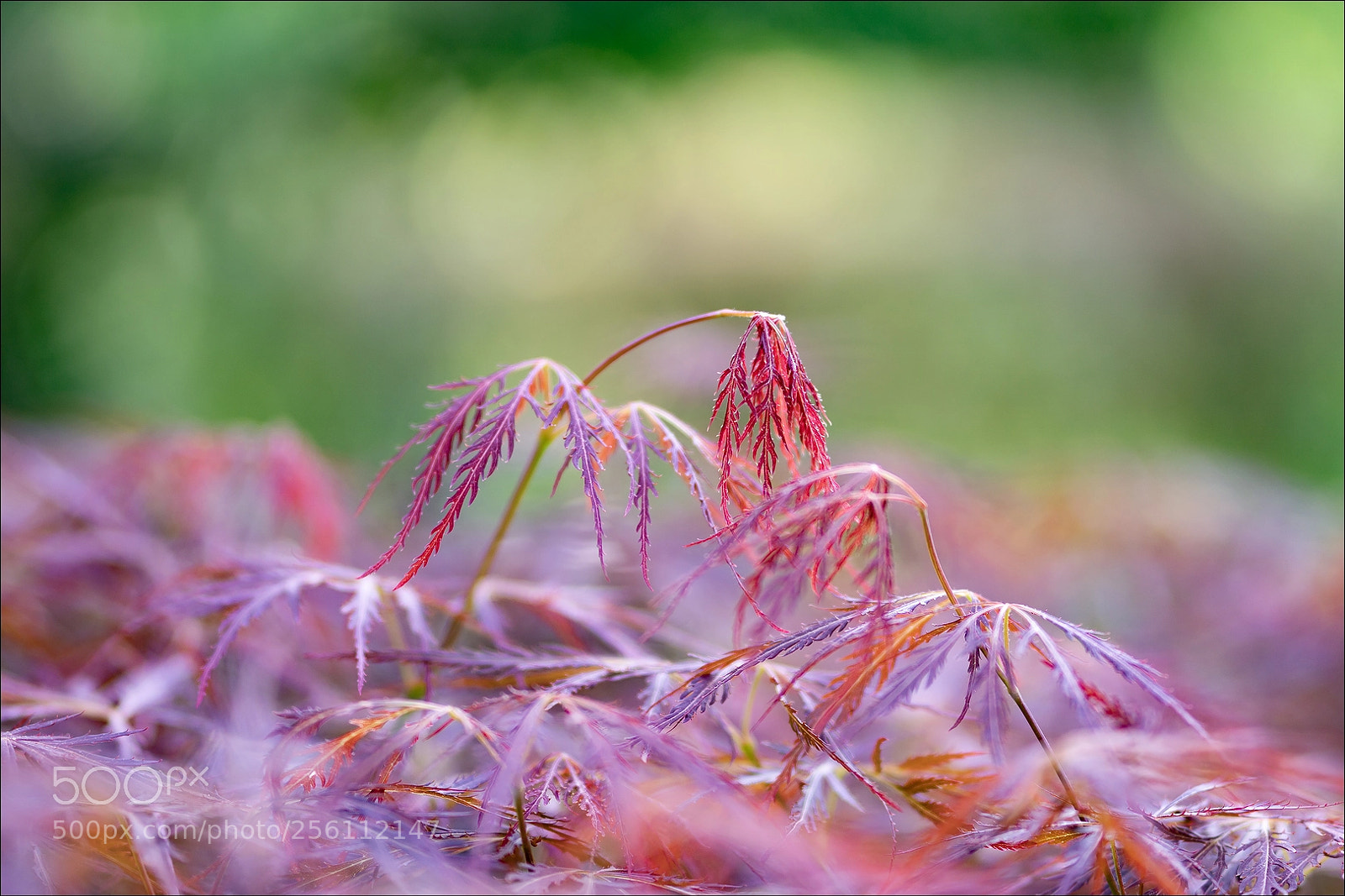 Sony a6000 sample photo. Fragile photography