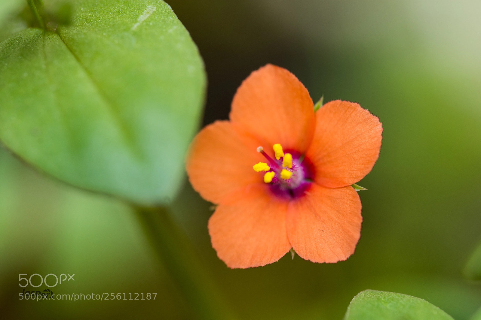Nikon D7200 sample photo. Garden flower photography