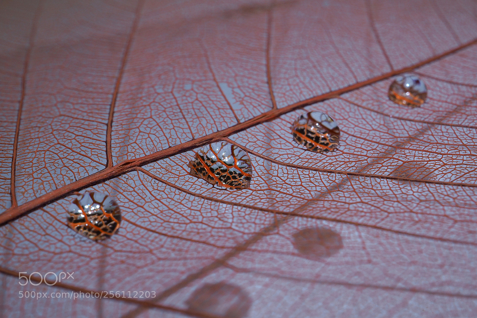 Olympus OM-D E-M10 II sample photo. Drops on a leaf 2 photography