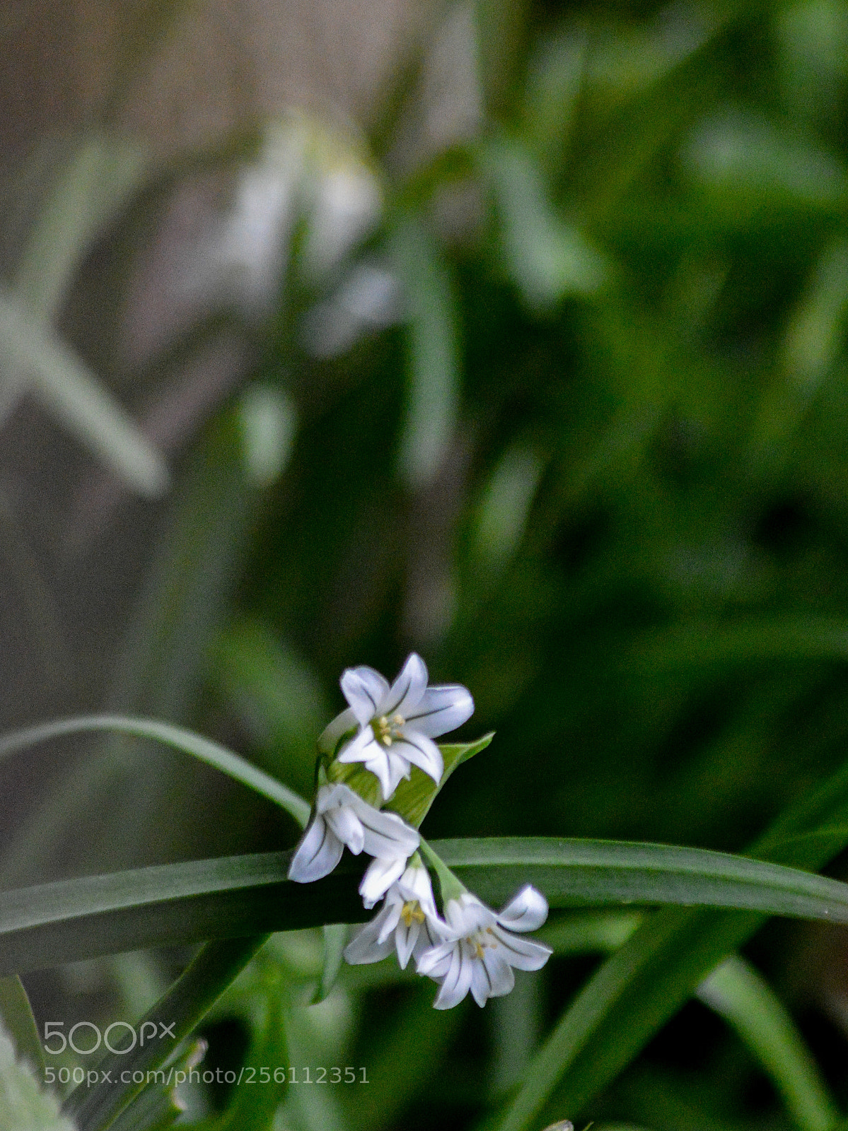 Nikon D3200 sample photo. Allium triquetrum three cornered photography
