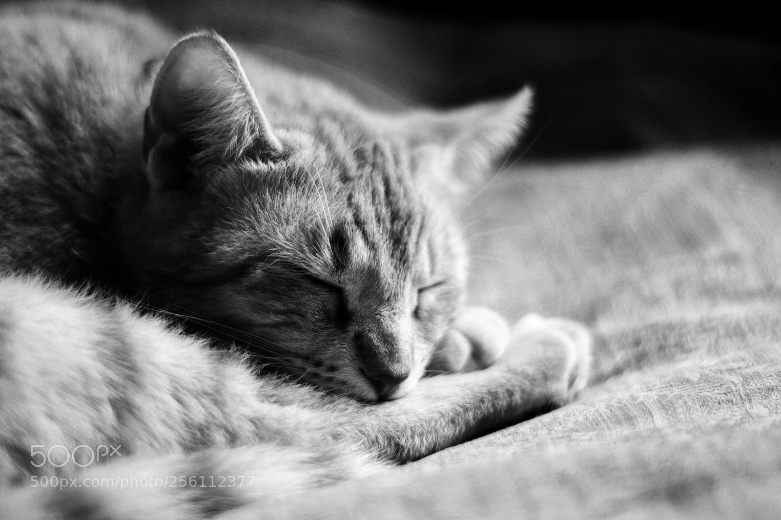 Nikon D3100 sample photo. Kiba photography