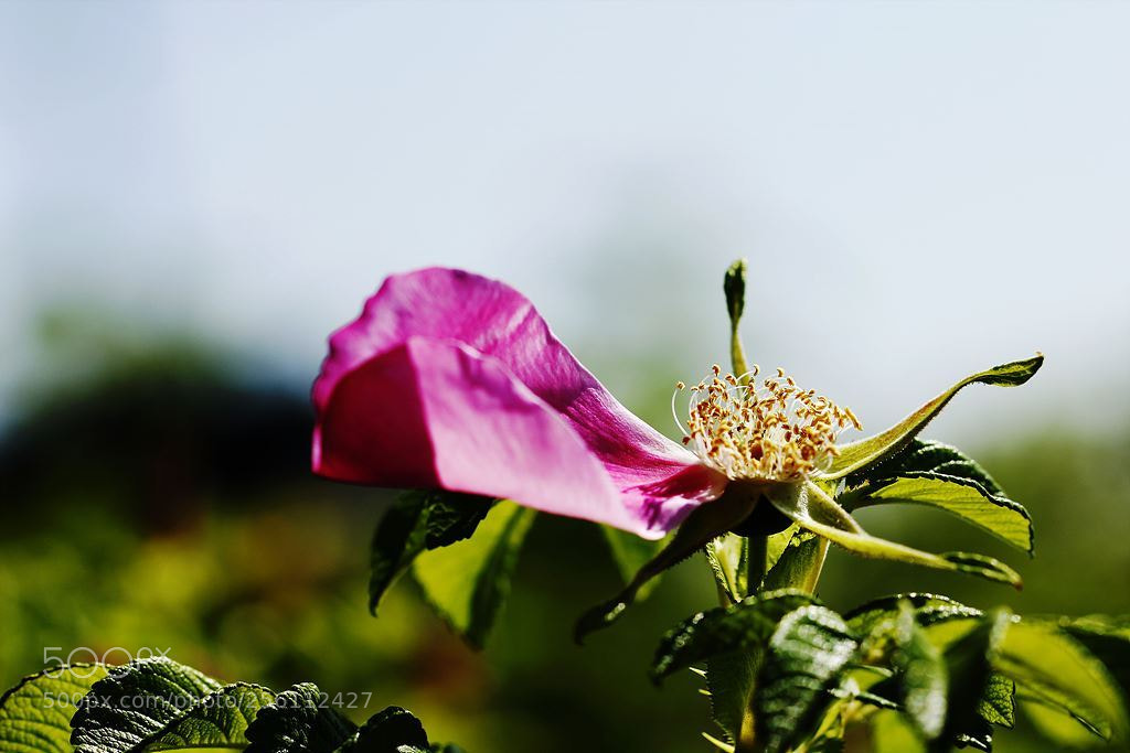 Canon EOS 60D sample photo. 마지막 잎새(the last leaf) photography