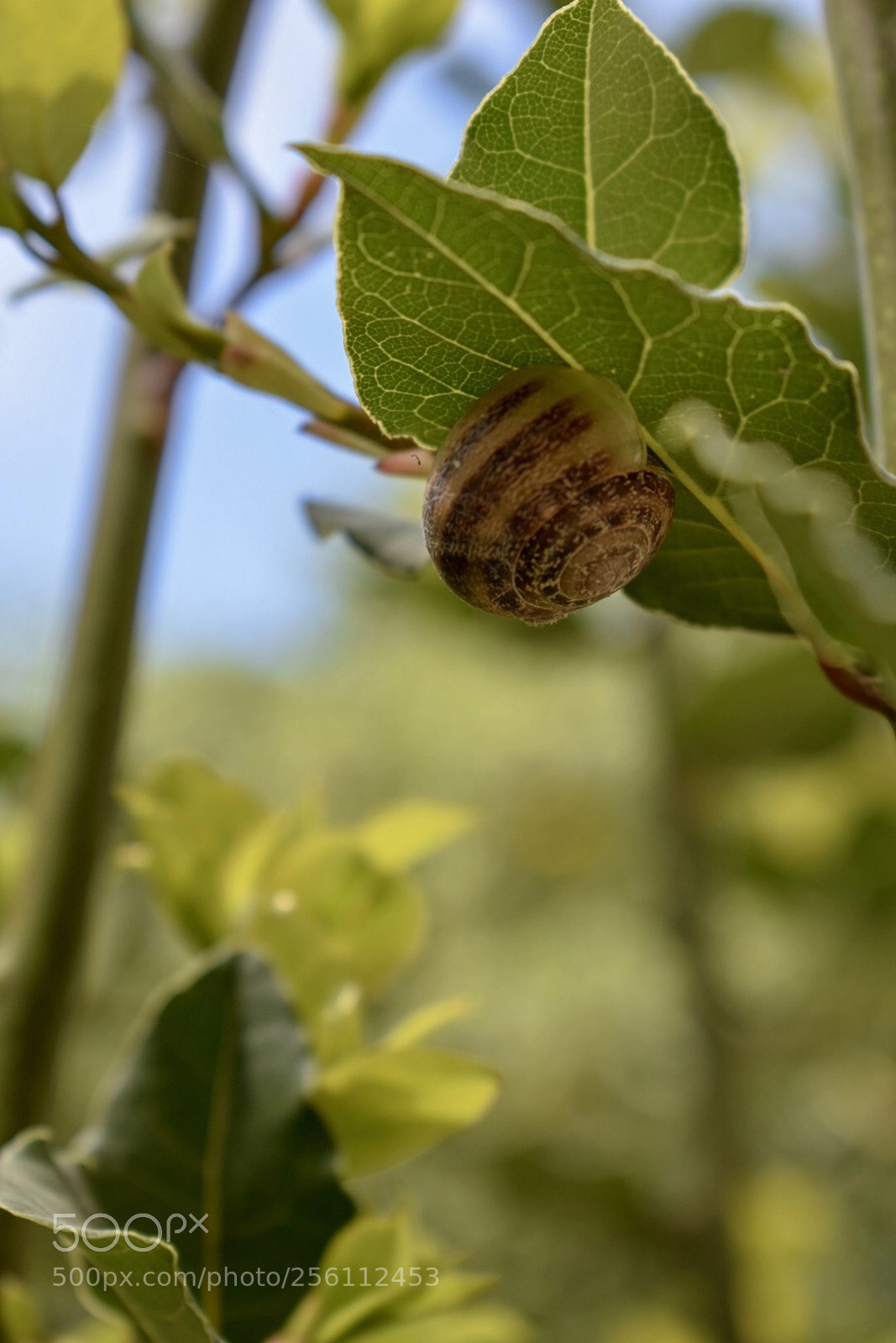 Nikon D3400 sample photo. Don’t be shy photography