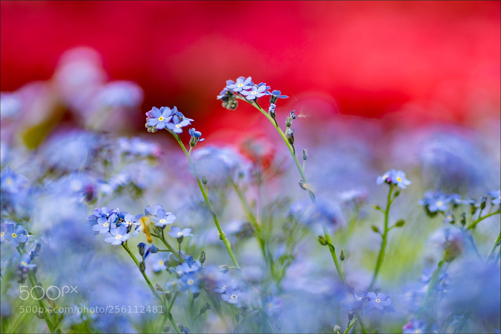 Sony a6000 sample photo. Fragile #2 photography