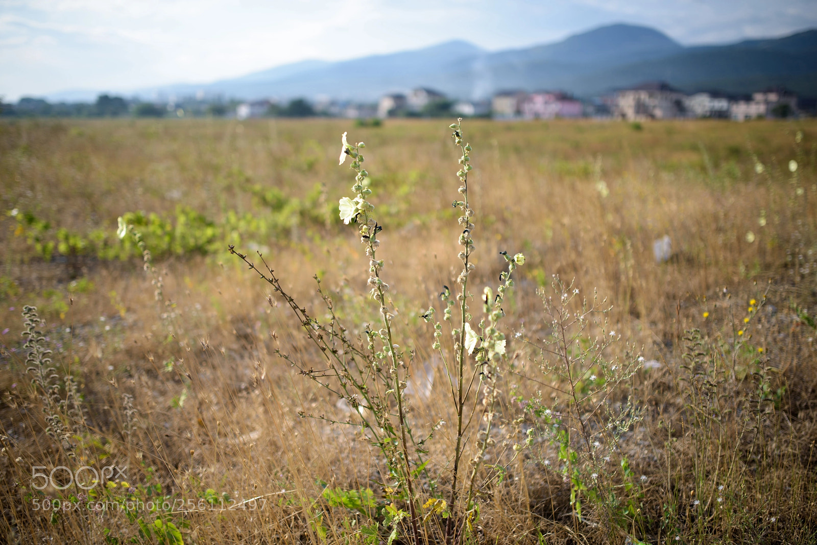 Nikon D810 sample photo. Ee photography