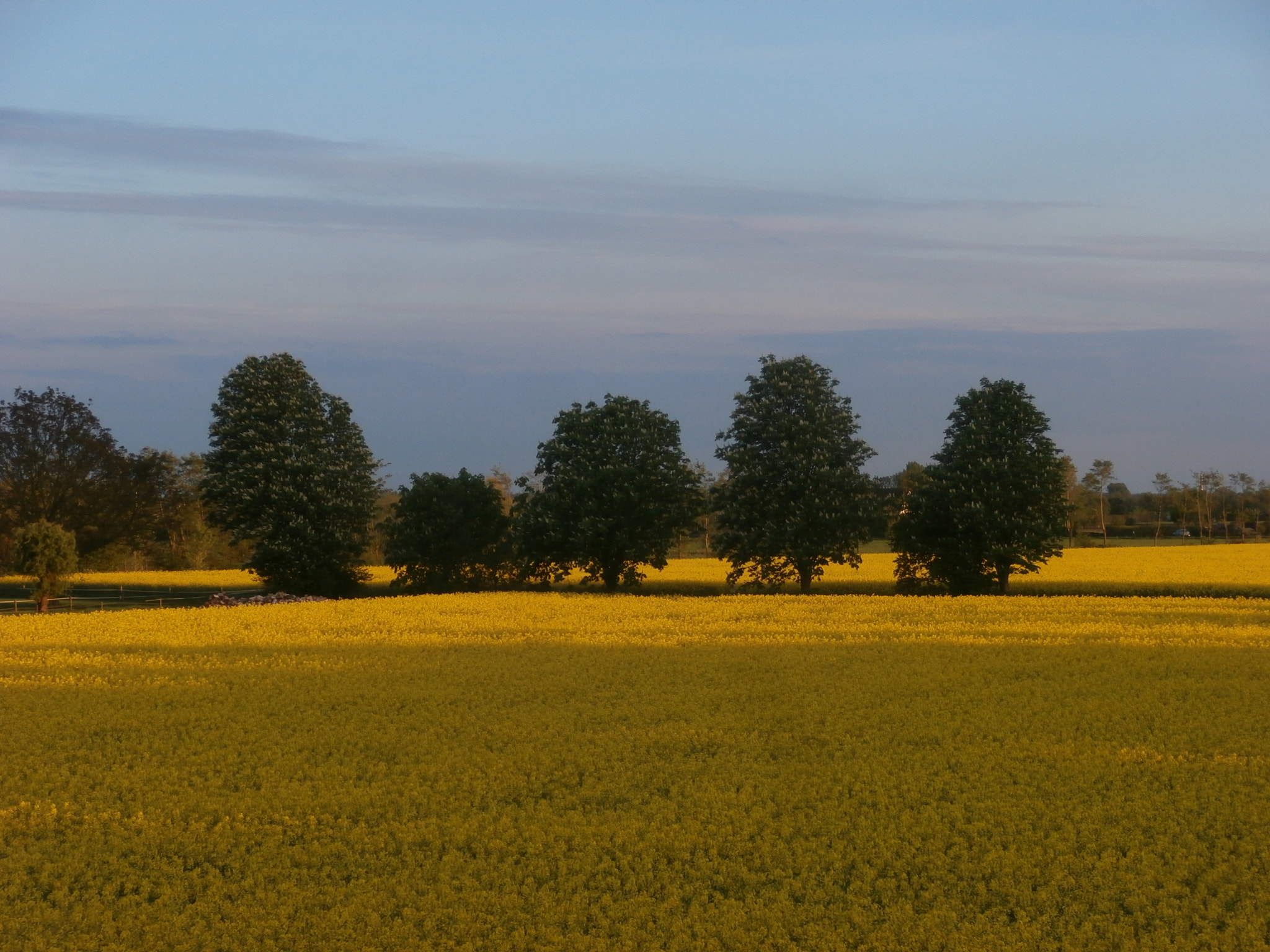 Olympus VR340,D750 sample photo. Rapeseed field. photography