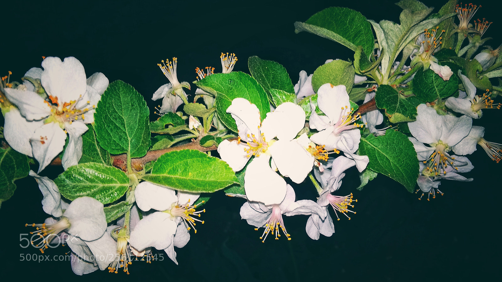 Xiaomi Redmi 4A sample photo. Untitled photography