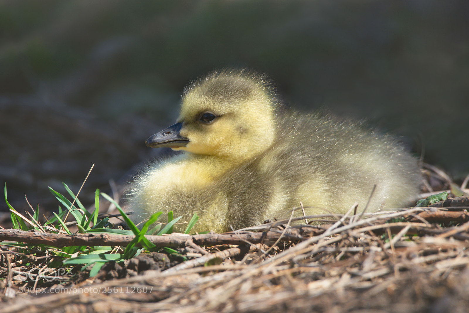 Nikon D7200 sample photo. First gosling of 2018 photography