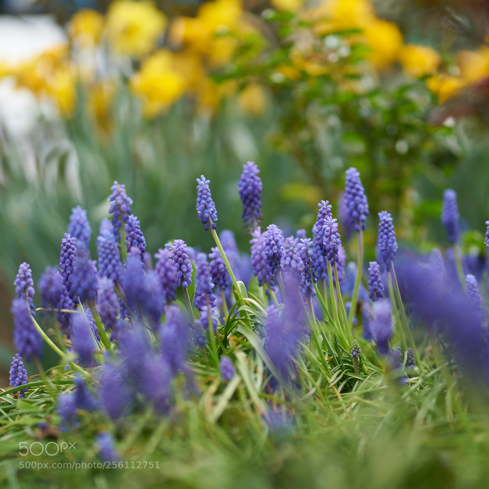 Sony a7R II sample photo. Blue and yellow photography