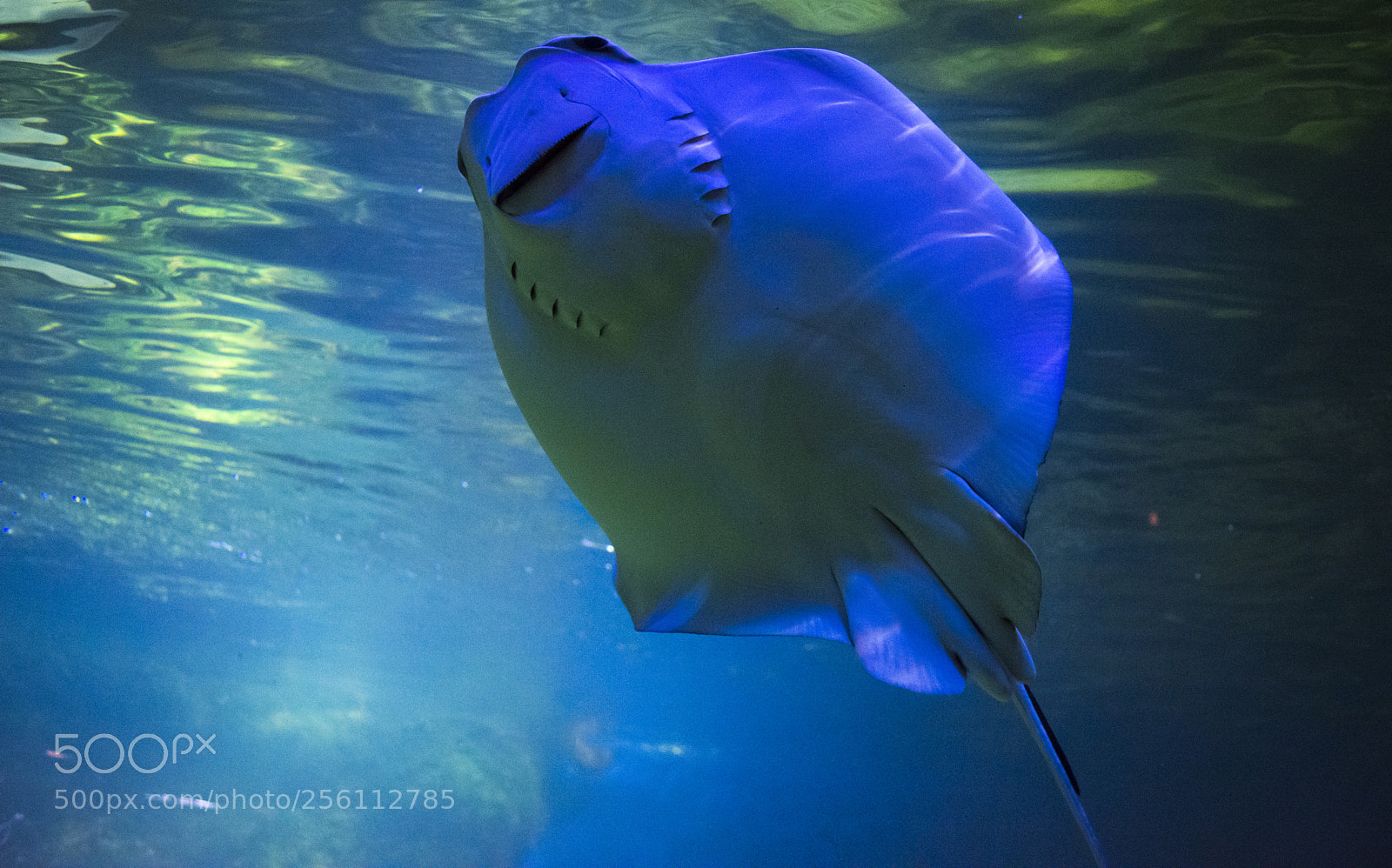 Nikon D5200 sample photo. Stingray photography