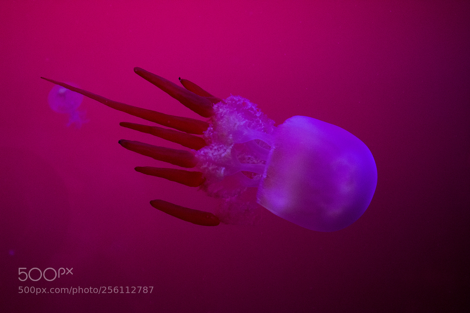 Nikon D5200 sample photo. Jellyfish photography