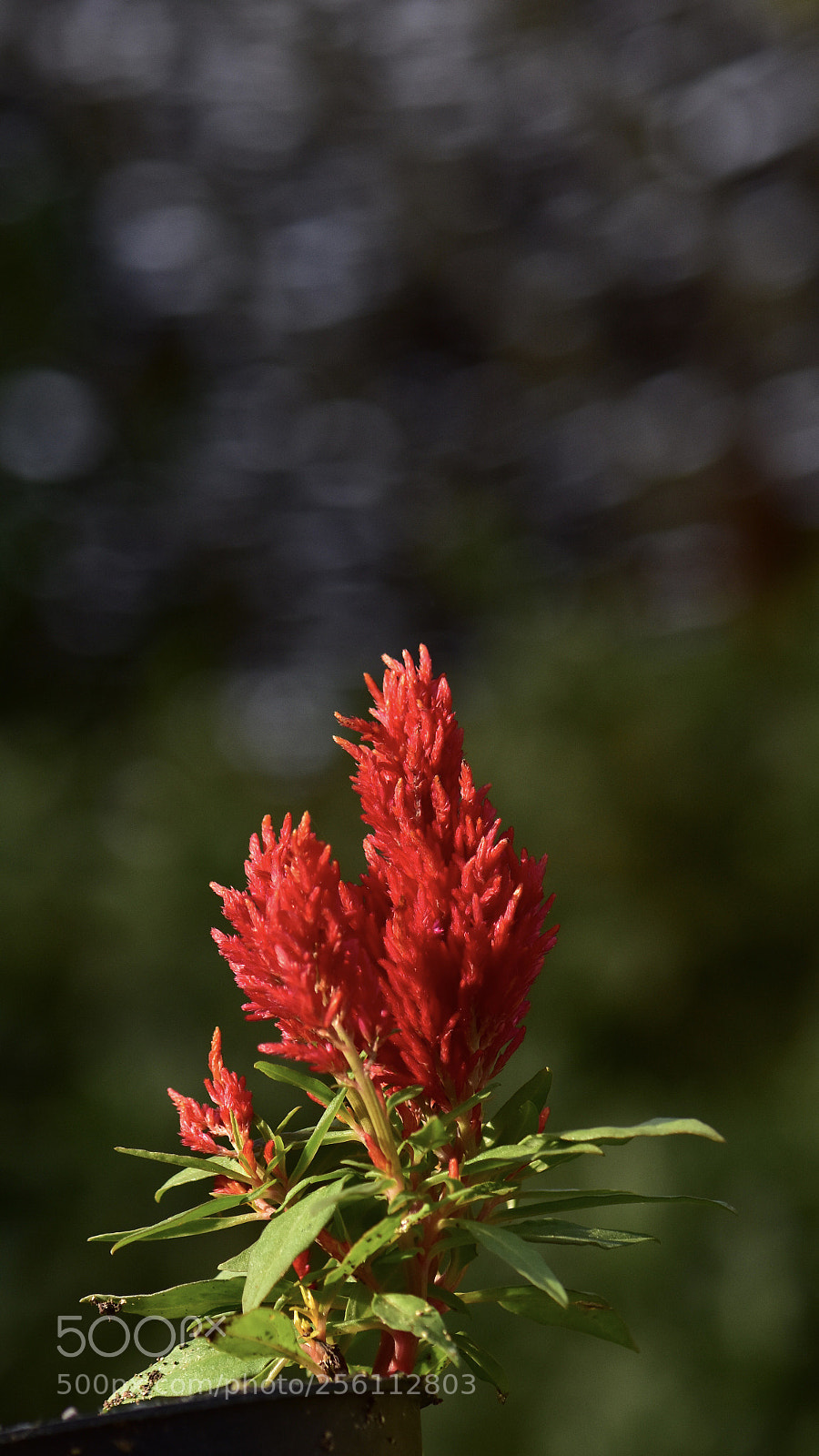 Nikon D7200 sample photo. Untitled photography