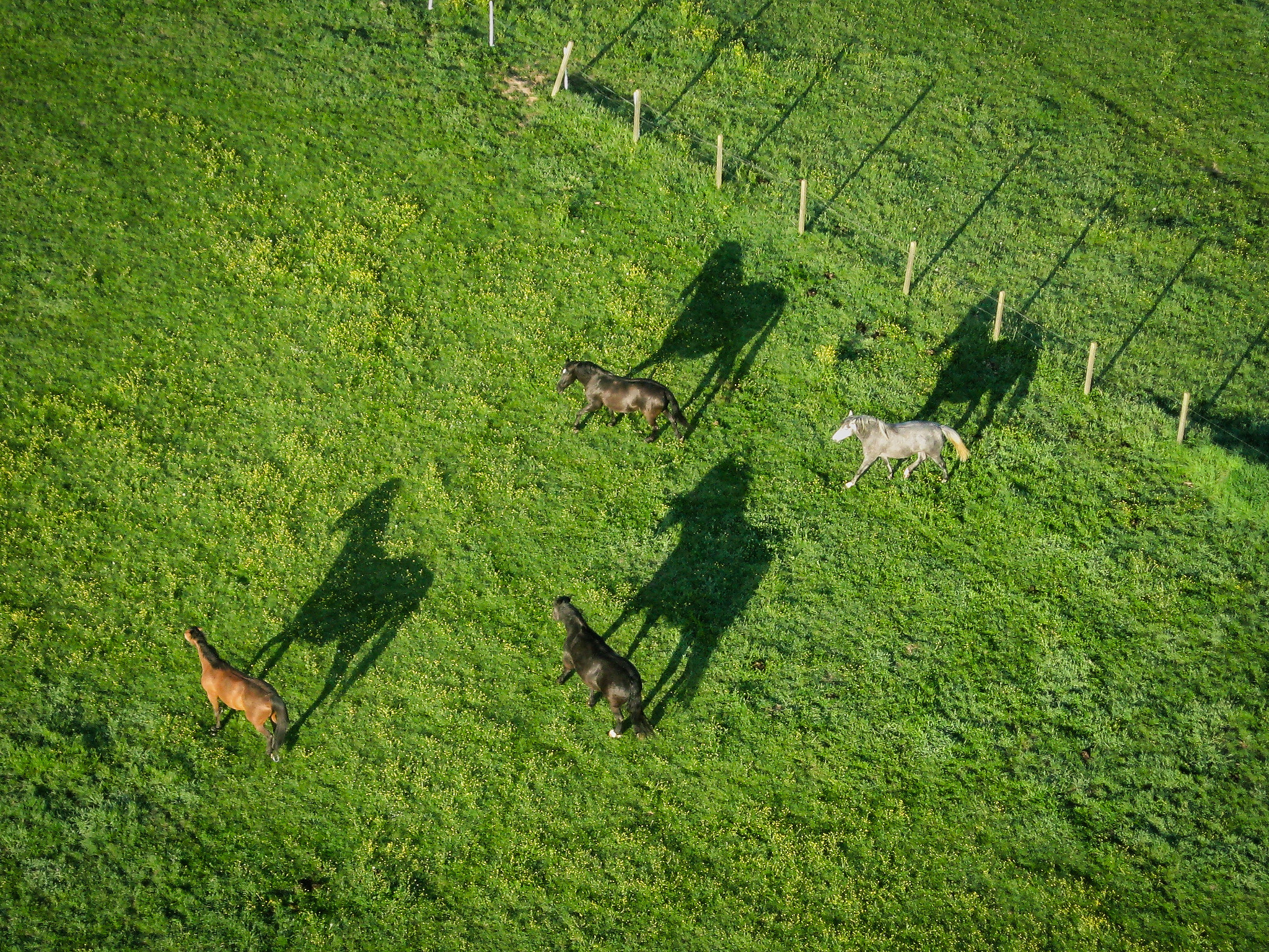 Canon POWERSHOT A570 IS sample photo. Horses from above photography