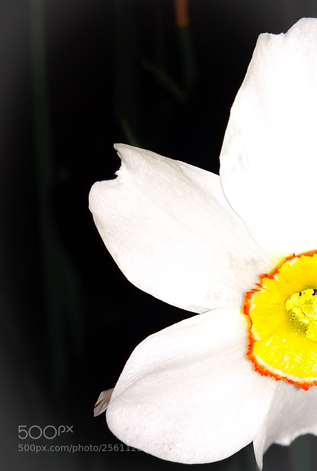 Xiaomi Redmi 4A sample photo. Untitled photography
