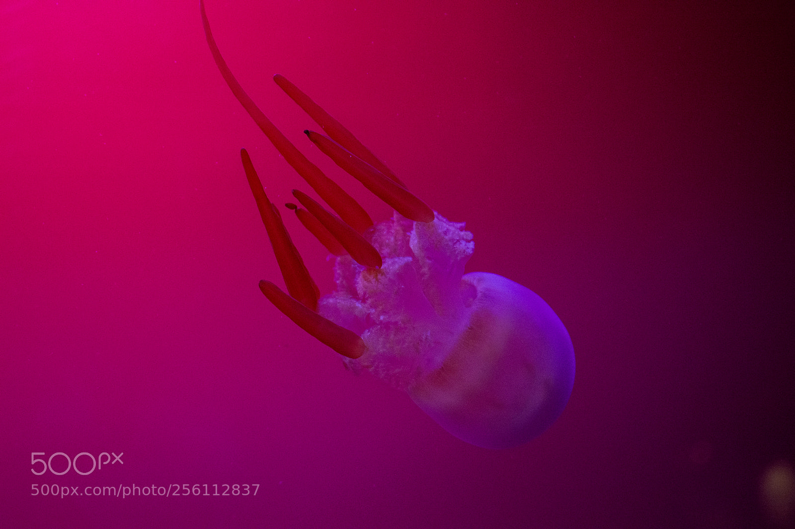 Nikon D5200 sample photo. Jellyfish photography