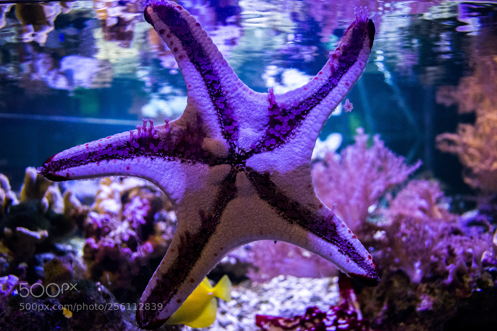 Nikon D5200 sample photo. Starfish photography