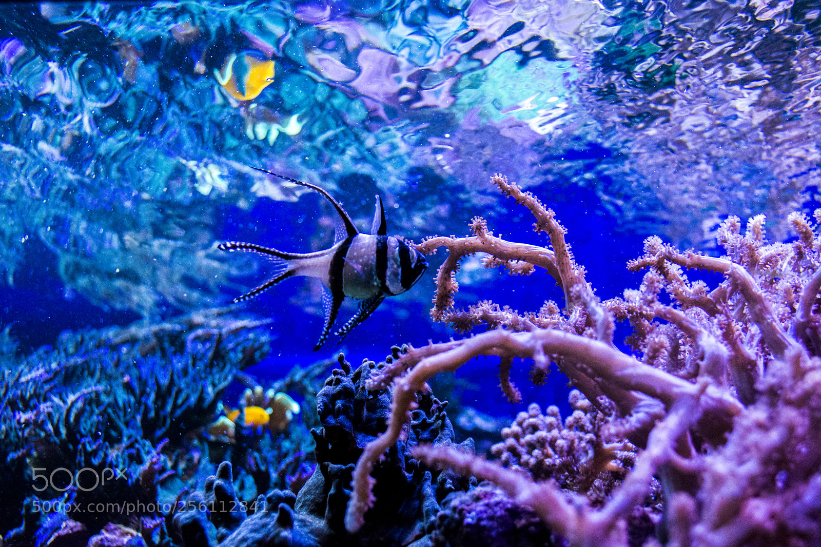 Nikon D5200 sample photo. Aquarium fish photography