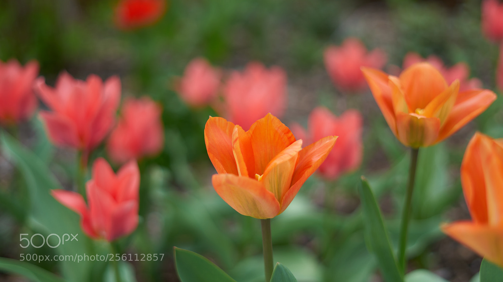 Sony a7R II sample photo. Tulips photography