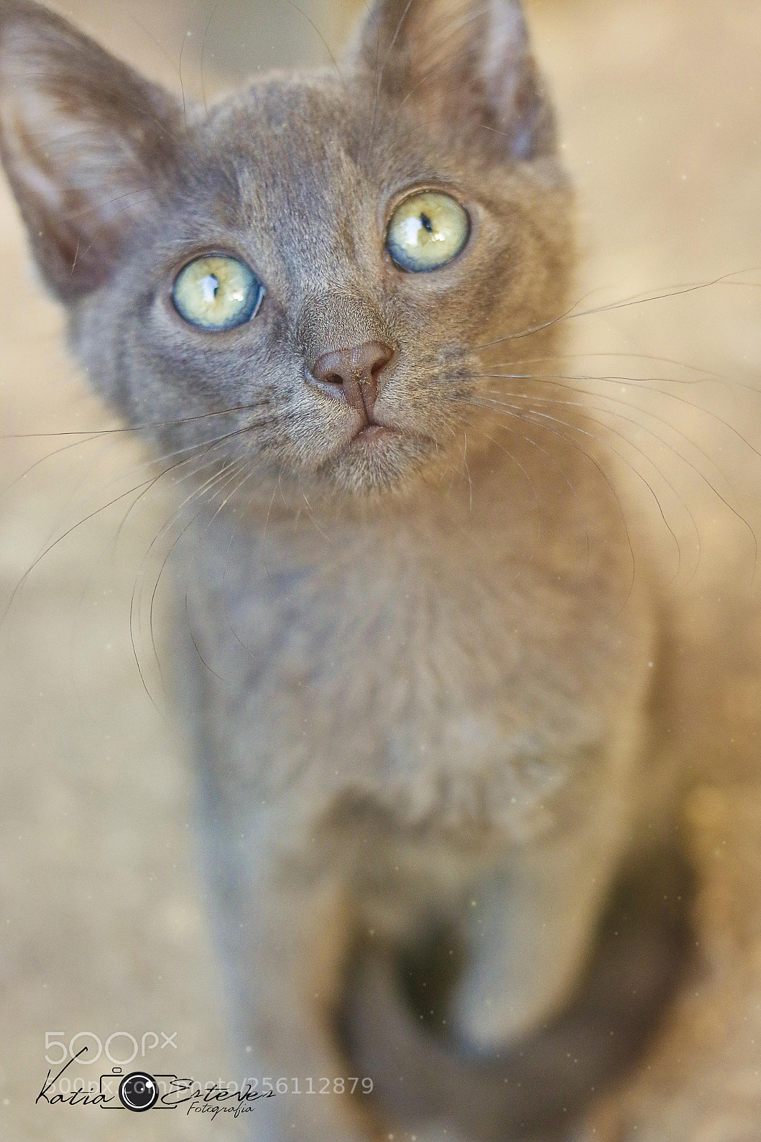 Canon EOS 70D sample photo. Untitled photography