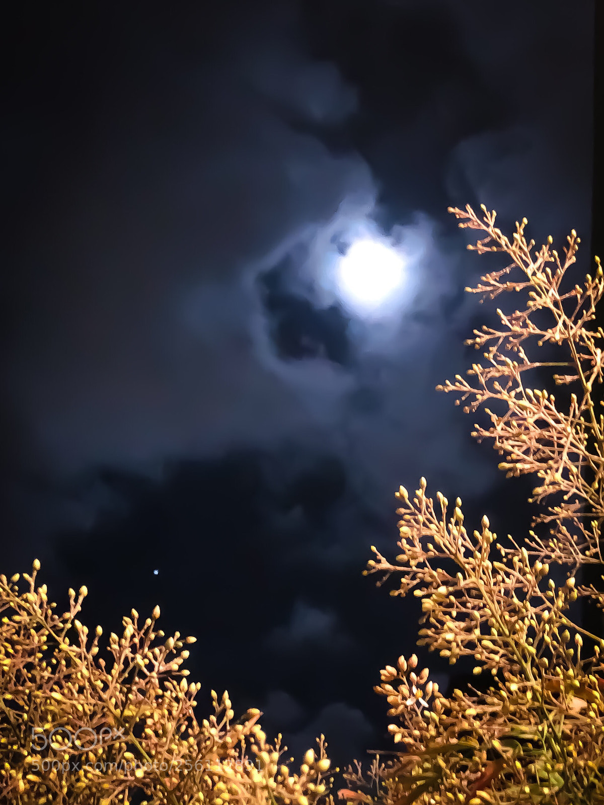 Apple iPhone 8 Plus sample photo. Under the pale moonlight  photography