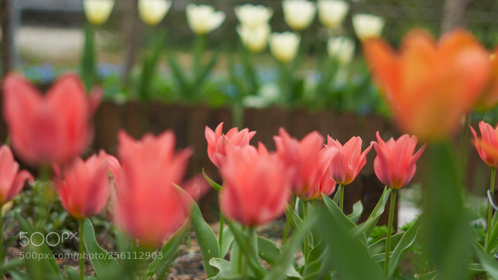 Sony a7R II sample photo. Garden photography