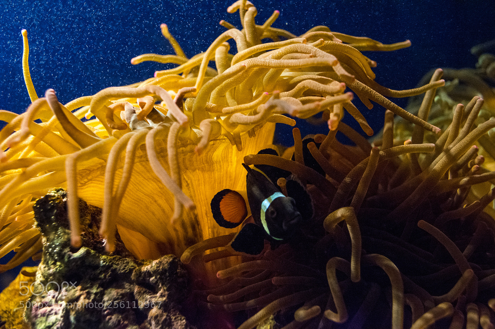 Nikon D5200 sample photo. Clown fish photography