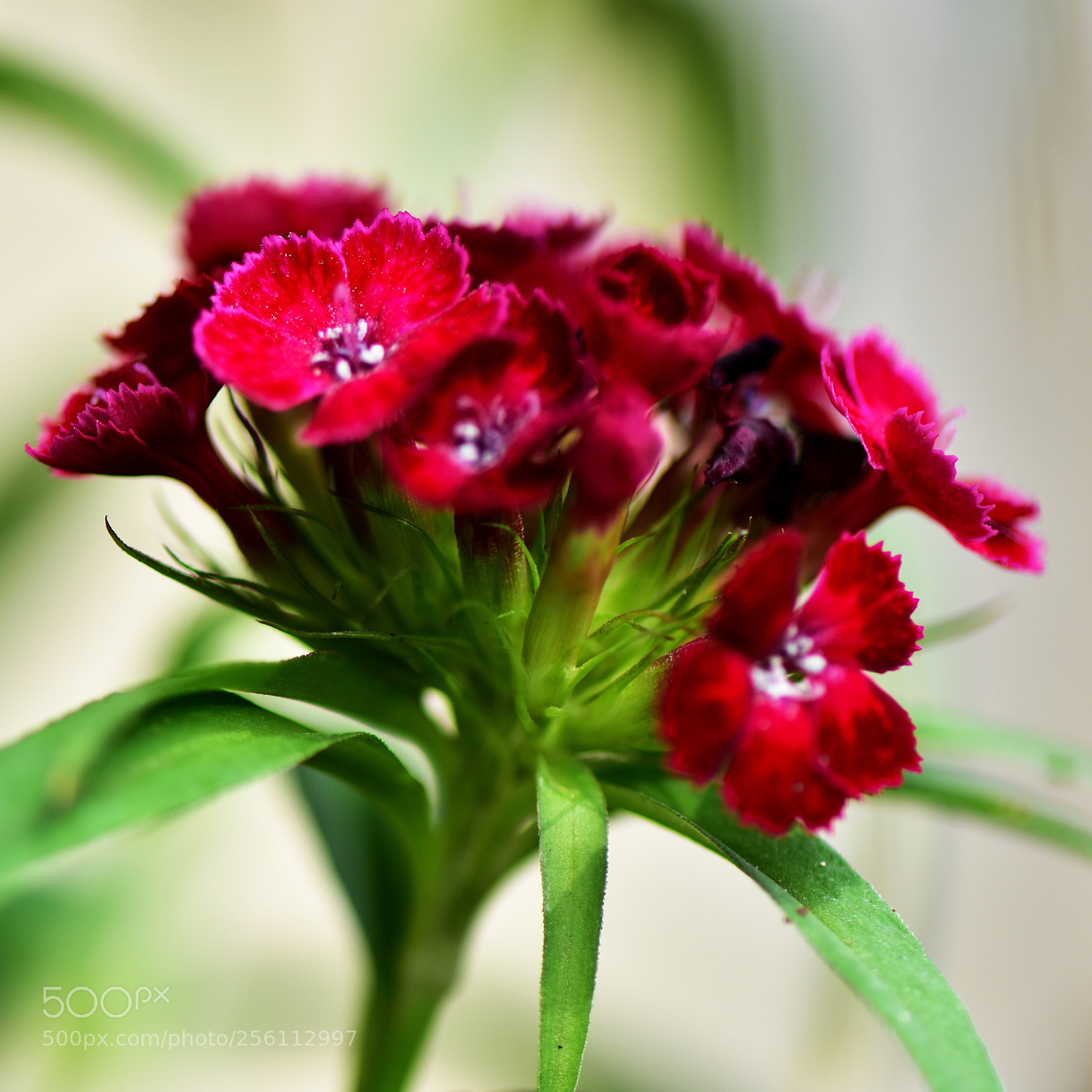 Nikon D7200 sample photo. Untitled photography