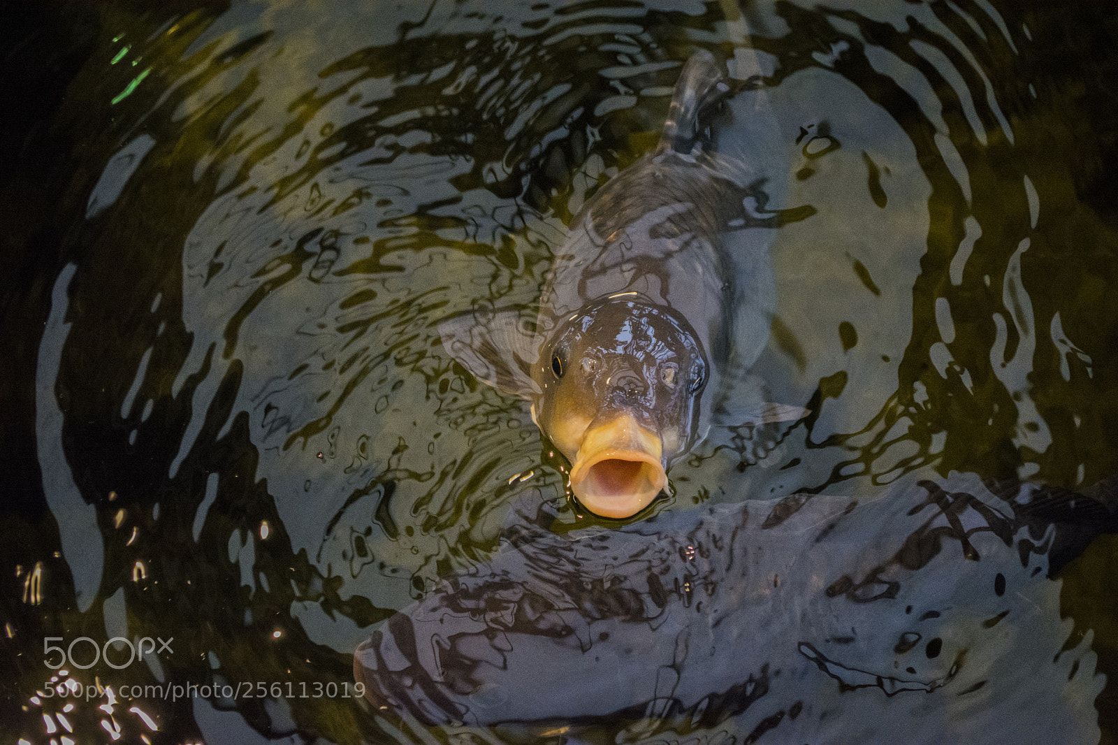 Nikon D5200 sample photo. Carp photography